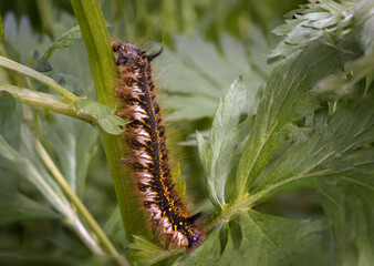 Large brown-orange caterpillar. Caterpillar lasiocampidae. Euthrix potatoria, the drinker.
