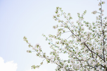 Sakura Flower or Cherry Blossom With Beautiful Nature Background