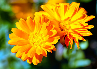 Calendula officinalis known as pot marigold, ruddles, common or Scotch marigold