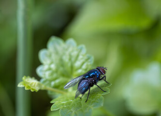 Blowfly or Calliphora uralensis is a species of fly from genus Calliphora, family Calliphoridae