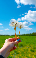Vertical photo of a woman's hand with dandelions against a blue cloudy sky.