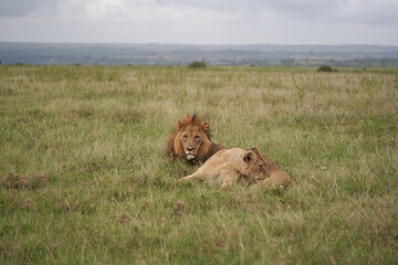 Lion and Lioness Kenya Safari Savanna Mating