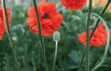 Bright poppy flowers in the garden