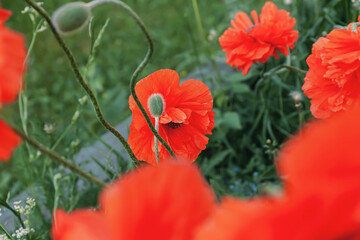 Bright poppy flowers in the garden