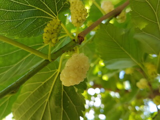 white mulberry
