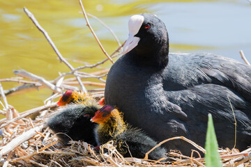 Coot chicks with parent