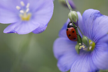 Ladybug