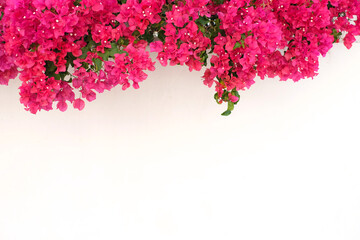 White background with pink flowers of bougainvillea at top and space for text below.