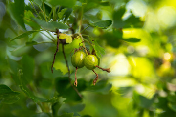 Spider on the green currant.