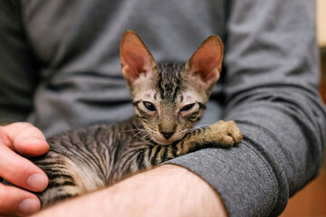 The kitten purrs in the arms of a man. Cornish Rex Falls Asleep