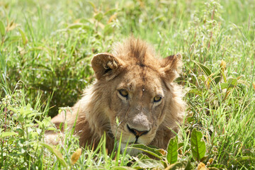 A Young Lion in the morning sun of Ngorongoro crater Serengeti