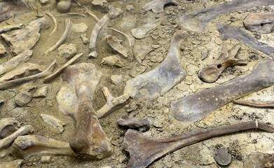 Bones of prehistoric animals of the Dinosaur Provincial Park in the Canadian Badlands, Alberta -...