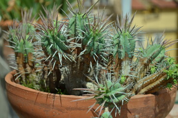 Cactus in Italy