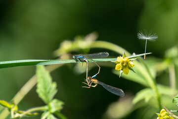 Libellen bei der Paarung in freier Wildbahn