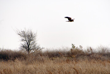 A hawk flies over a grass field in Frisco, Texas - obrazy, fototapety, plakaty