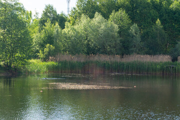 Fototapeta premium small lake in the forest on a summer sunny day