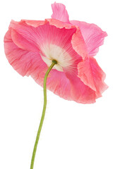 Flower of rose poppy, lat. Papaver, isolated on white background