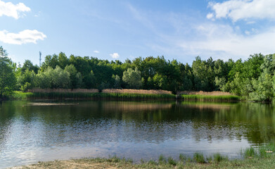 Fototapeta premium small lake in the forest on a summer sunny day