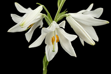 Naklejka na ściany i meble White flower of lily, isolated on black background