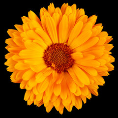 Orange flower of calendula, isolated on black background