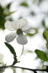  flower like a white butterfly 