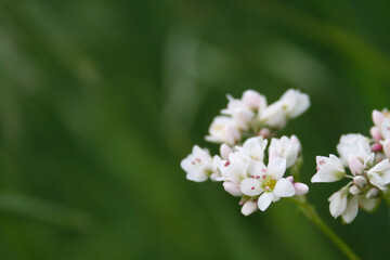 Common buckwheat