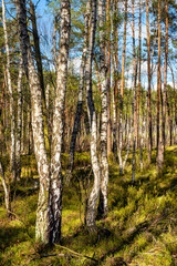 Panoramic view of european mixed forest thicket with spring vivid vegetation at Dlugie Bagno wetland plateau near Palmiry town in central Mazovia region of Poland