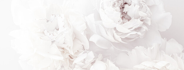 Pure white peony flowers as floral art background, wedding decor and luxury branding © Anneleven