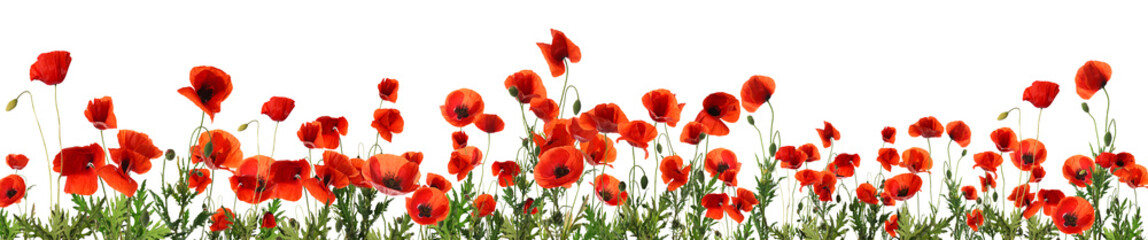 Beautiful red poppy flowers on white background. Banner design - obrazy, fototapety, plakaty