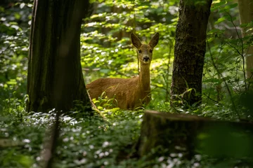 Plexiglas foto achterwand curious deer © AndyDauer