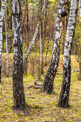 Panoramic view of european mixed forest thicket with spring vivid vegetation at Dlugie Bagno wetland plateau near Palmiry town in central Mazovia region of Poland