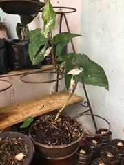 Arrowhead plant in a pot