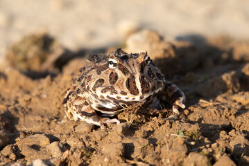 Closeup head of Argentine horned frog (Ceratophrys ornata), also known as the Argentine wide-mouthed frog or the ornate pacman frog