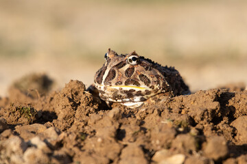 Closeup head of Argentine horned frog (Ceratophrys ornata), also known as the Argentine wide-mouthed frog or the ornate pacman frog