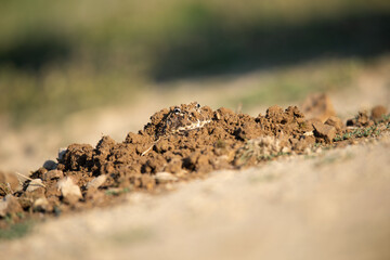 Closeup head of Argentine horned frog (Ceratophrys ornata), also known as the Argentine wide-mouthed frog or the ornate pacman frog
