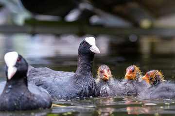 Coot family swimming in the ditch