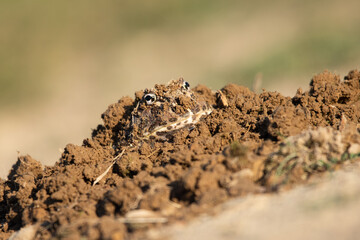 Closeup head of Argentine horned frog (Ceratophrys ornata), also known as the Argentine wide-mouthed frog or the ornate pacman frog