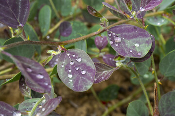 Water drops in human shape on wild flower leaf. Natural background, environment protection concept. Botanical species.