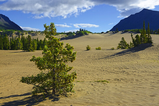 Carcross Desert, located near Carcross, Yukon, Canada, is often considered the smallest desert in the world.