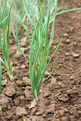 Onion on a vegetable garden - close up