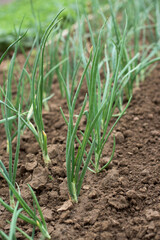 Onion on a vegetable garden - close up