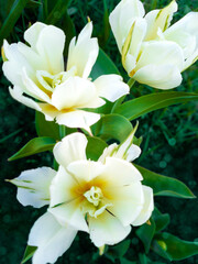Three unusual varieties of white tulips like water lilies. A contrasting image with delicate bokeh. Vertical orientation.