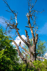 Dead dry tree remaining within wetlands wooded meadows of Lawice Kielpinskie natural reserve at the Vistula river near Lomianki town north of Warsaw in central Mazovia region of Poland