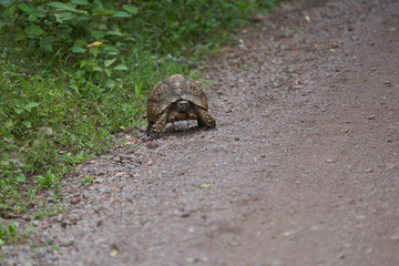 Leopard tortoise Stigmochelys pardalis Africa Kenya Tanzania large and attractively marked found in the savannas