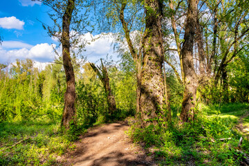 Panoramic view wetlands wooded meadows of Lawice Kielpinskie natural reserve at the Vistula river near Lomianki town north of Warsaw in central Mazovia region of Poland