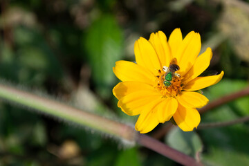 bee on yellow flower Abeja