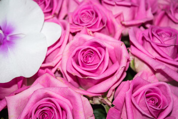 Fototapeta na wymiar Pink roses. A lot of roses. Bouquet of pink roses. Background of roses.