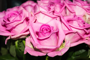 Pink roses. A lot of roses. Bouquet of pink roses. Background of roses.