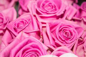 Pink roses. A lot of roses. Bouquet of pink roses. Background of roses.