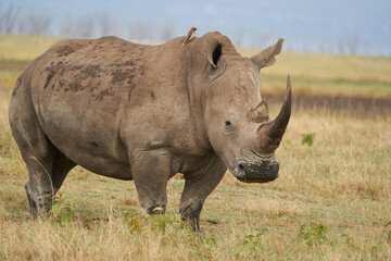 Rhino - Rhinoceros with Bird White rhinoceros Square-lipped rhinoceros Ceratotherium simum 